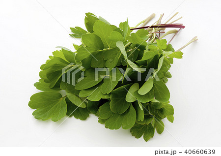 長命草(ボタンボウフウ) 長命草(ボタンボウフウ) 40660639