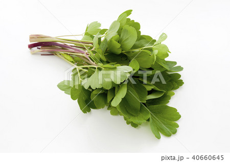 長命草（ボタンボウフウ） 40660645