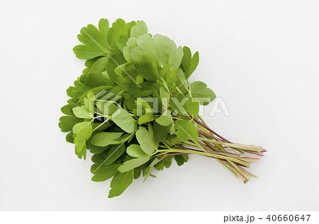 長命草(ボタンボウフウ) 長命草(ボタンボウフウ) 40660647