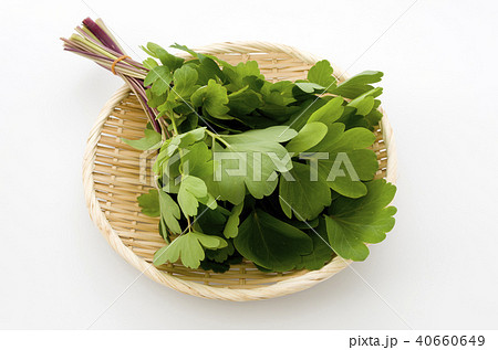 長命草（ボタンボウフウ） 40660649