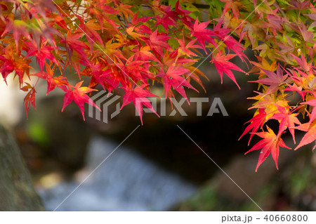 定光寺公園の紅葉 愛知県瀬戸市の写真素材