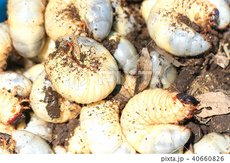 腐葉土の中から探した数多くのカブトムシの幼虫の写真素材