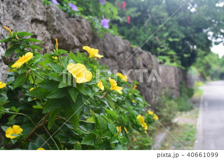 ターネラ・ウルミフォリア 40661099