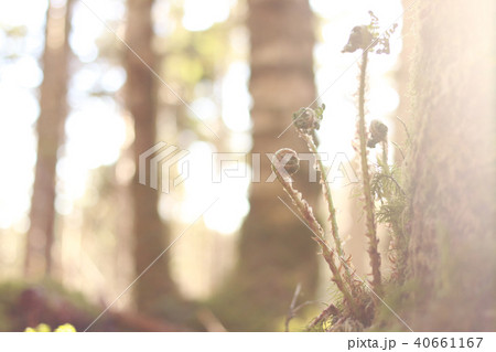 シダの森 シダの森 40661167