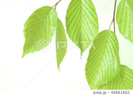新緑の葉と水滴 40661602