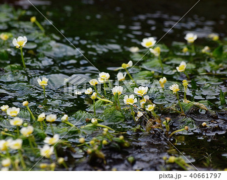 梅花藻咲く清流 梅花藻咲く清流 40661797