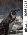 ペンギン 40661913