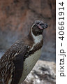 ペンギン 40661914