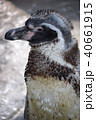 ワイルドペンギン 40661915