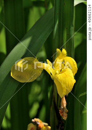 キショウブ 40662114