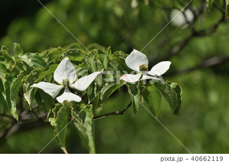 ヤマボウシ ヤマボウシ 40662119