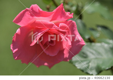 バラ(芳純) バラ(芳純) 40662130