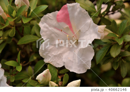 サツキ サツキ 40662146