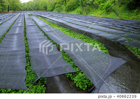 わさび農場　わさび田 40662239