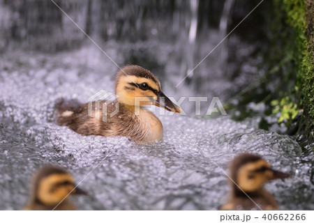 カルガモ赤ちゃん 山梨県 の写真素材