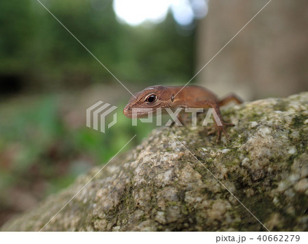 ニホンカナヘビの子③（鹿児島県） 40662279
