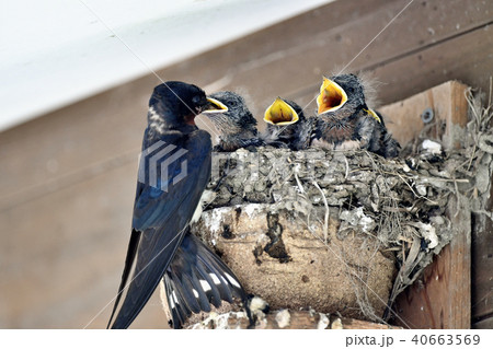 燕の子育て 燕の子育て 40663569
