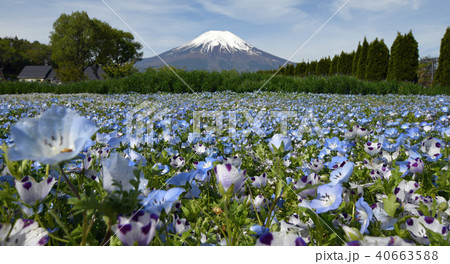 富士山 ネモフィラ 富士山 ネモフィラ 40663588