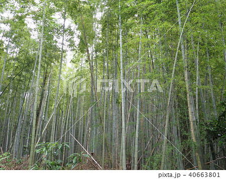 八所宮の竹林 八所宮の竹林 40663801