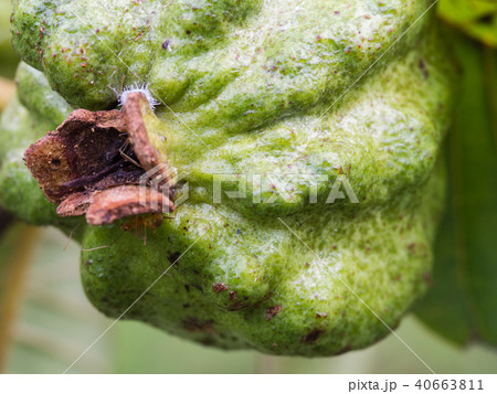 Guava Fruit in The Garden Guava Fruit in The Garden 40663811