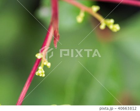 Brazilian Pepper-tree Flowers Blooming Brazilian Pepper-tree Flowers Blooming 40663812