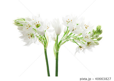 アリウムの花 アリウムの花 40663827