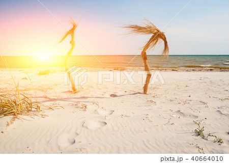Two palm trees on the tropical beach 40664010