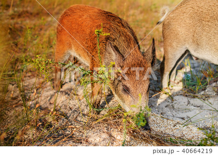 Wild boar walking in forest on foggy morning  40664219
