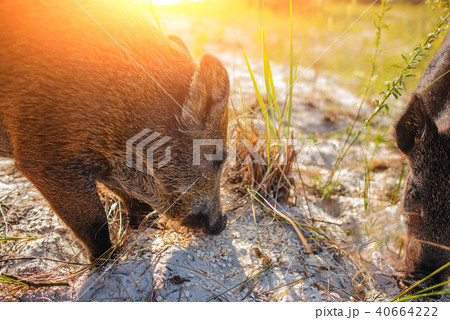 Wild boar walking in forest on foggy morning Wild boar walking in forest on foggy morning 40664222