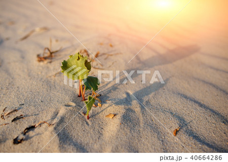 Green shoot in the desert 40664286