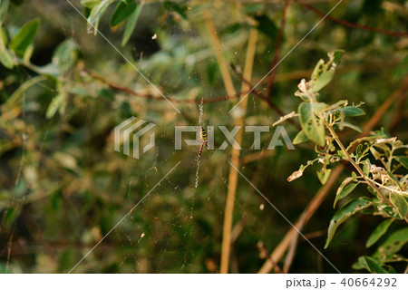 Argiope bruennichi is a species of orb-web 40664292