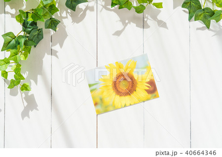 ひまわりの写真 夏イメージ 40664346