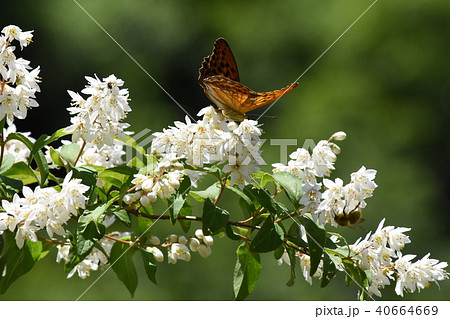 メスグロヒョウモン メスグロヒョウモン 40664669