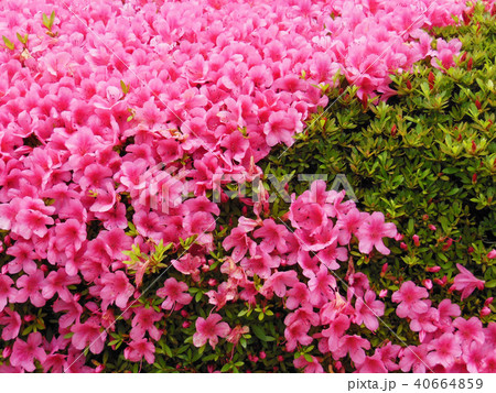 バーベナ（美人桜）の花と葉っぱ 40664859