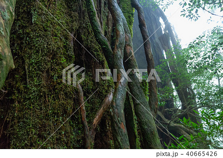 屋久島 40665426