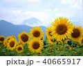 向日葵 40665917
