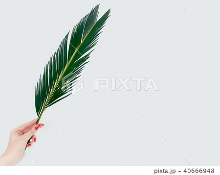 fern leaf decor plant nature flora botany branch fern leaf decor plant nature flora botany branch 40666948