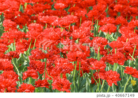 Beautiful tulip , flowers blooming Beautiful tulip , flowers blooming 40667149