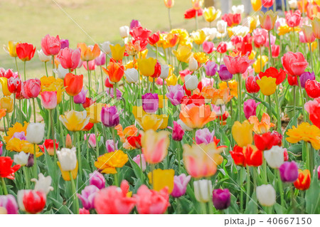 Beautiful tulip , flowers blooming Beautiful tulip , flowers blooming 40667150