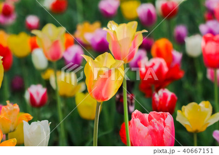 Beautiful tulip , flowers blooming Beautiful tulip , flowers blooming 40667151