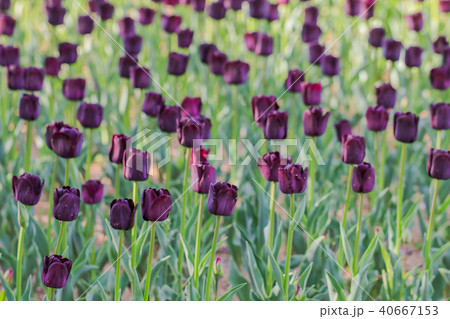 Beautiful tulip , flowers blooming Beautiful tulip , flowers blooming 40667153