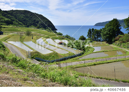 田烏(たがらす)の棚田(福井県小浜市田烏) 田烏(たがらす)の棚田(福井県小浜市田烏) 40667486