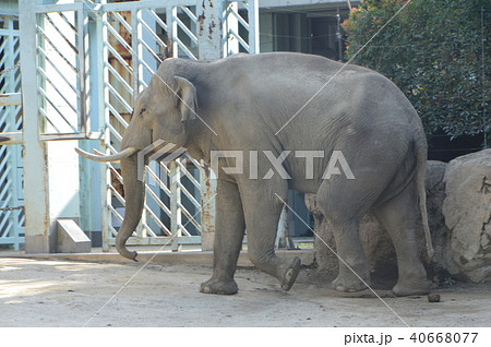 アジアゾウ（上野動物園／東京都台東区上野公園） 40668077