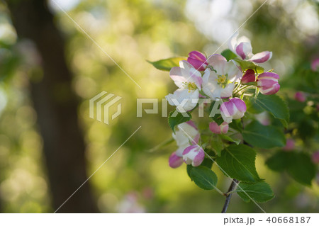 blossoming apple tree in a garben on a sunny summer day blossoming apple tree in a garben on a sunny summer day 40668187
