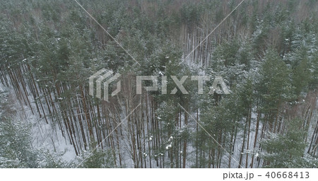 aerial view of pine forest on a winter day 40668413