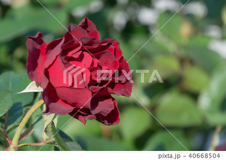 フレンシャム フレンシャム 40668504