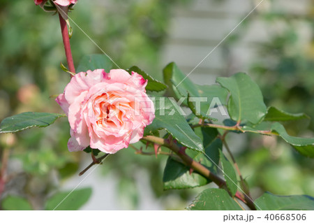 アウグスタルイーゼ アウグスタルイーゼ 40668506