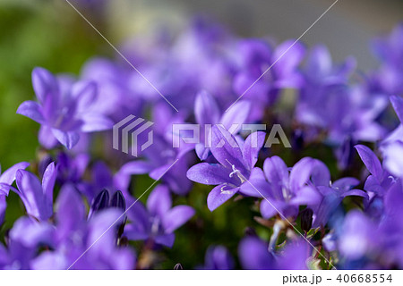 カンパニュラの花 40668554