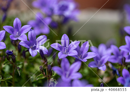 カンパニュラの花の写真素材