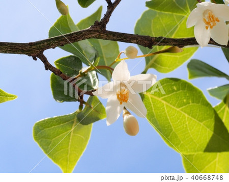 エゴノキの花 エゴノキの花 40668748